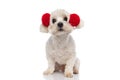 Adorabe little bichon dog wearing fluffy headphones Royalty Free Stock Photo