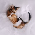 Abyssinian kitten lying upside down with white feathers indoors