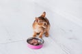 Adorable abyssinian kitty eats wet food on white wooden background. Cute purebred kitten on kitchen with pink plate. Cute purebred Royalty Free Stock Photo