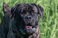 Adorable adult Cane Corso standing on a lush green grassy field