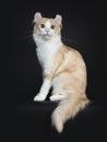 Adorable adult creme and white male American Curl on black sitting side ways