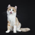 Adorable adult creme and white male American Curl on black sticking tongue out