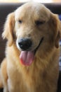 an adorable adult golden retriever