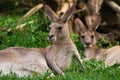 Adorable adult kangaroo, Brisbane, Australia