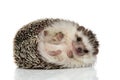 African hedgehog with black fur rolling over happy