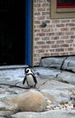 Adorable African Penguin making way across rocks