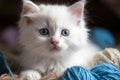 A fluffy white kitten with bright blue eyes, pawing at a ball of yarn.