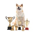 Adorable Akita Inu dog with champion trophies Royalty Free Stock Photo
