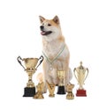 Adorable Akita Inu dog with champion trophies Royalty Free Stock Photo