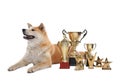 Adorable Akita Inu dog with champion trophies on background Royalty Free Stock Photo