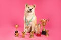Adorable Akita Inu dog with champion trophies and medals on background Royalty Free Stock Photo