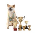 Adorable Akita Inu dog with champion trophies and medals on white Royalty Free Stock Photo
