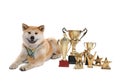 Adorable Akita Inu dog with champion trophies and medals on background Royalty Free Stock Photo