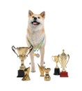 Adorable Akita Inu dog with  trophies on white background Royalty Free Stock Photo