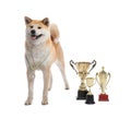 Adorable Akita Inu dog with  trophies on white background Royalty Free Stock Photo