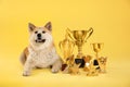 Adorable Akita Inu dog with champion trophies on yellow Royalty Free Stock Photo