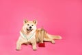 Adorable Akita Inu dog with champion trophy and medal on background. Space for text