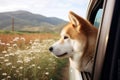 The adorable Akita Inu dog enjoys a car ride