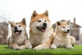 Adorable Akita Inu dog and puppies on artificial grass