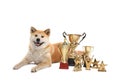 Adorable Akita Inu dog with  trophies on white background Royalty Free Stock Photo