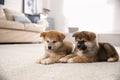 Adorable Akita Inu puppies on carpet