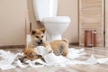 Adorable Akita Inu puppies playing with toilet paper
