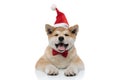 Adorable Akita Inu sticking out his tongue