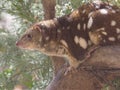 Adorable Alert Energetic Spotted-Tail Quoll.