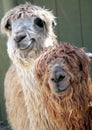 Adorable Alpacas Royalty Free Stock Photo