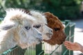 Adorable alpacas in the zoo park