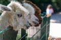 Adorable alpacas in the zoo park