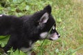 Adorable Alusky Pup Creeping Through Tall Blades of Grass