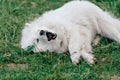 Adorable amazing white fluffy happy samoyed puppy lying on grass outdoor at nature in summer. Portrait of beautiful purebred dog