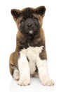 American Akita sitting on white background