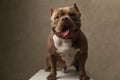 Adorable american bully dog sitting on a chair Royalty Free Stock Photo