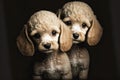 adorable animal portrait little poodles on black background