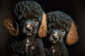 adorable animal portrait little poodles on black background