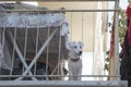 A white dog sits on the balcony and looks out at the street