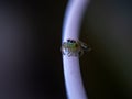 Adorable Arachnid: Cute Tiny Spider Perched on White Cable