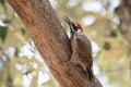 Adorable Arizona woodpecker (Leuconotopicus arizonae) standing on a tree branch in closeup