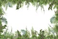 Adorable arranged background with different kinds of fresh green isolated conifer leaves, fir branches