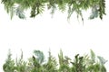 Adorable arranged background with different kinds of fresh green isolated conifer leaves, fir branches