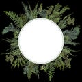 Adorable arranged background with different kinds of fresh green isolated conifer leaves, fir branches