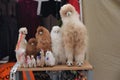 Adorable arrangement of stuffed alpacas on a table outside in Peru