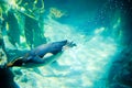 Adorable Australian little penguin Eudyptula minor is the smallest species of penguin swimming in water tank. Royalty Free Stock Photo