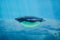 Adorable Australian little penguin Eudyptula minor is the smallest species of penguin swimming in water tank. Royalty Free Stock Photo