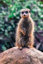 Adorable Australian meercat standing guard watching and being vigilant Royalty Free Stock Photo