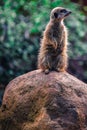 Adorable Australian meercat standing guard watching and being vigilant Royalty Free Stock Photo