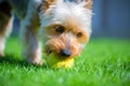 Adorable Australian Silky Terrier playing with tennis ball on fresh mowed lawn in hot summer sunny day.