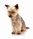 An adorable Australian silky terrier sitting against a white background with shadow reflection.